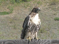 Hawk